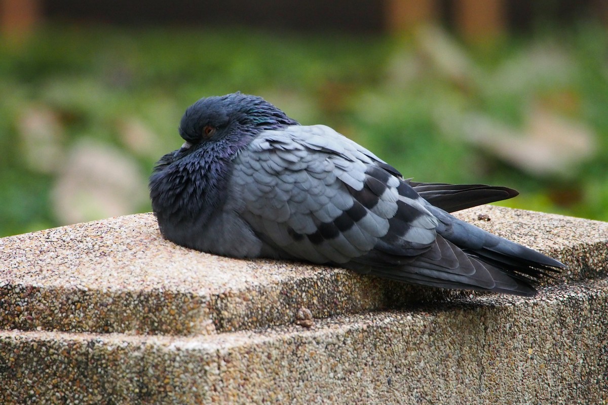 Haitz-usoa (etxekoa) - ML646776615