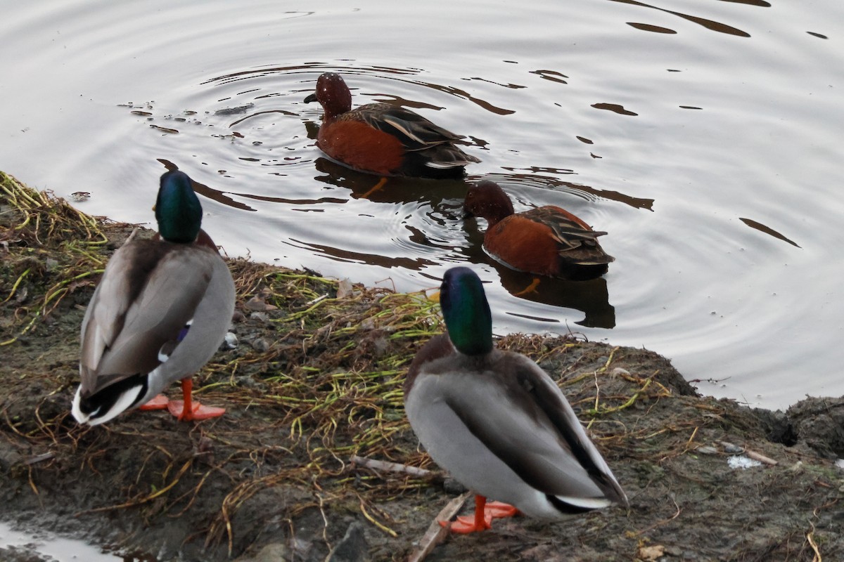 kaneland - ML646776616