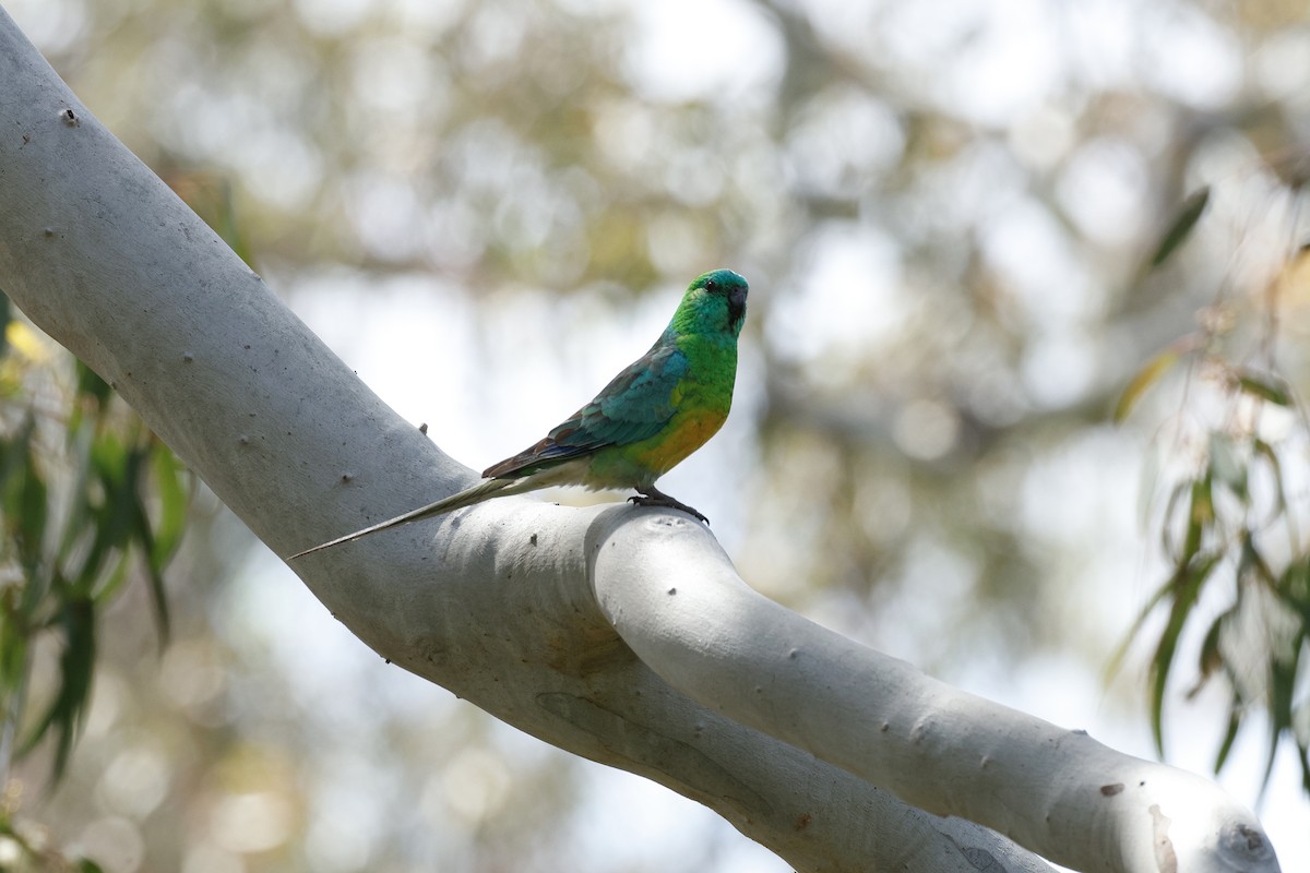 Red-rumped Parrot - ML646776618