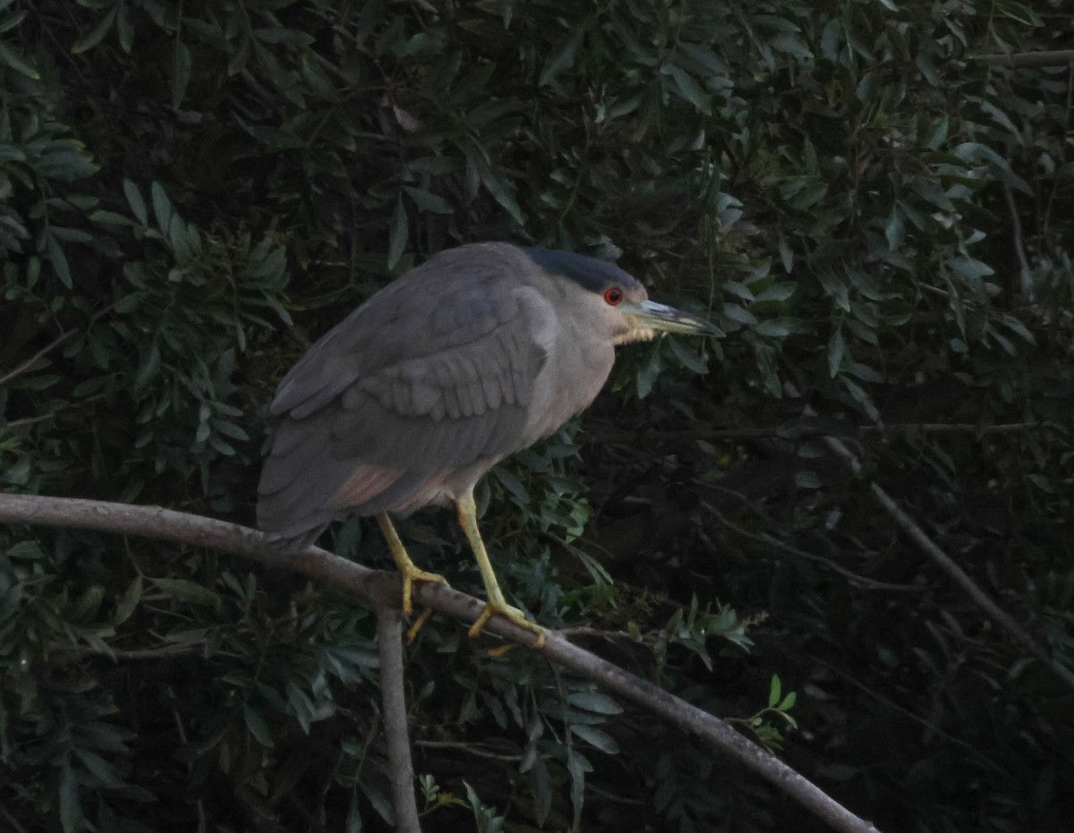 natthegre - ML646776619