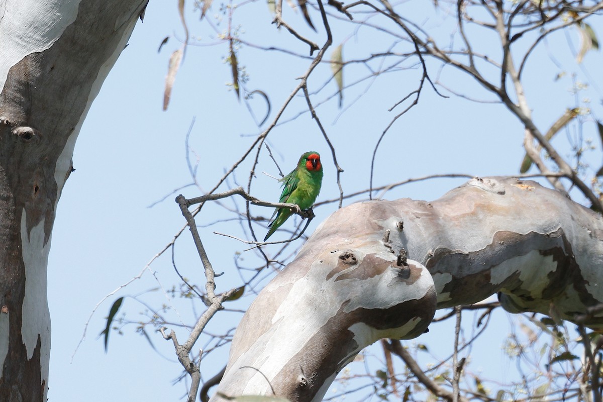 Little Lorikeet - ML646776620