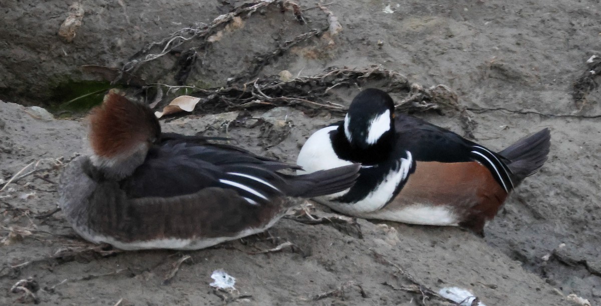 hjelmfiskand - ML646776621