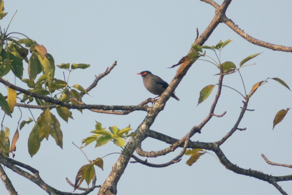 Bank Myna - ML646776622