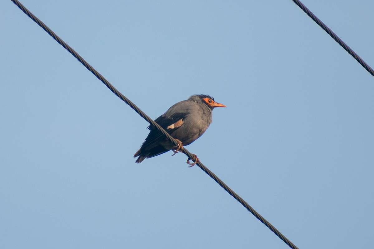 Bank Myna - ML646776623