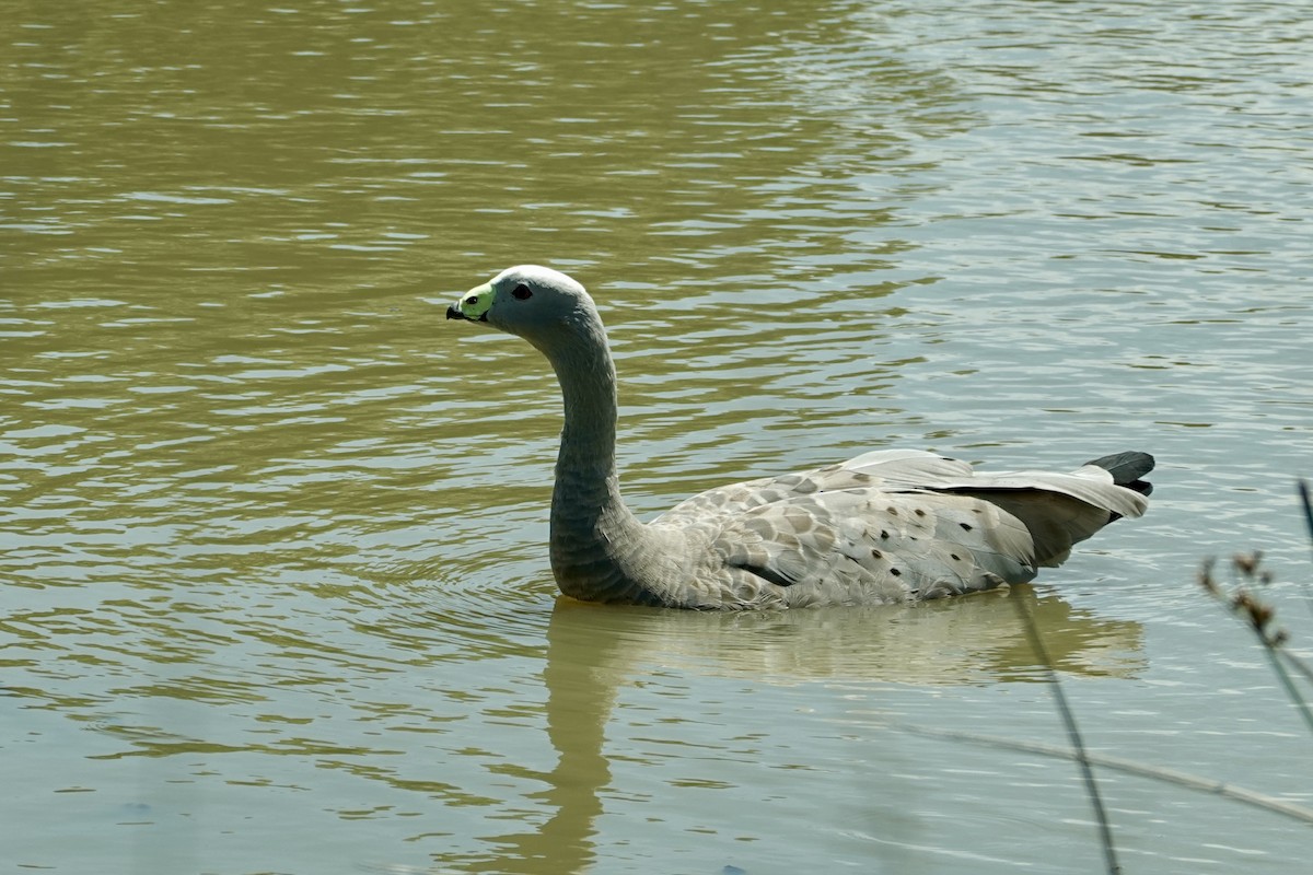 Cape Barren Goose - ML646776625