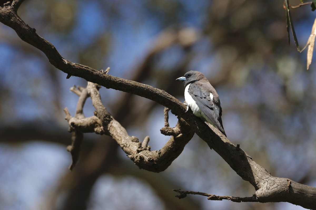 White-breasted Woodswallow - ML646776626