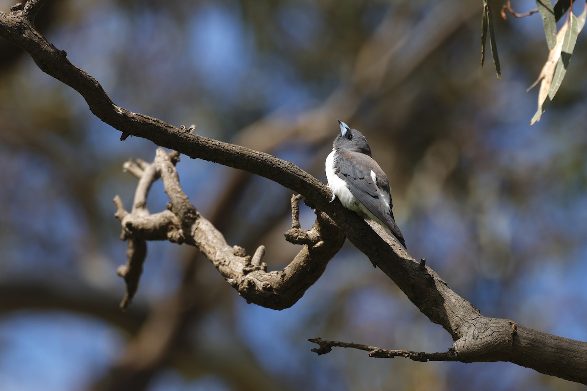 White-breasted Woodswallow - ML646776627