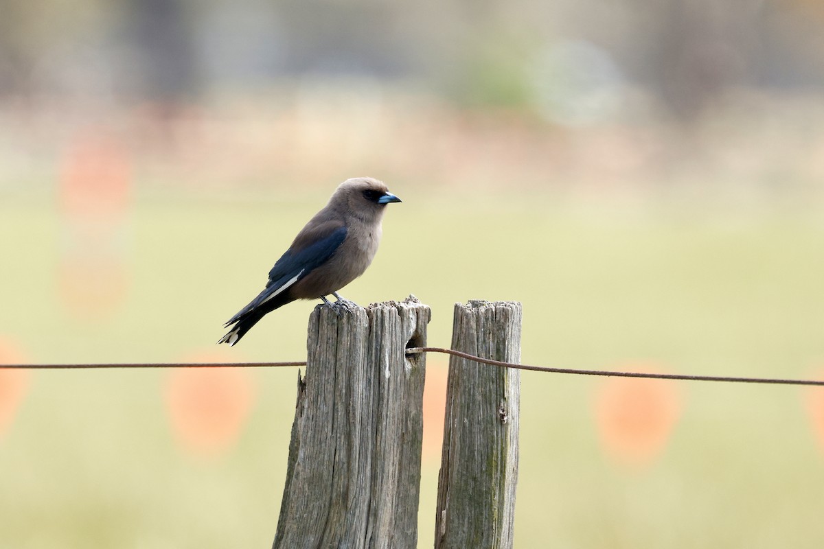 Dusky Woodswallow - ML646776628