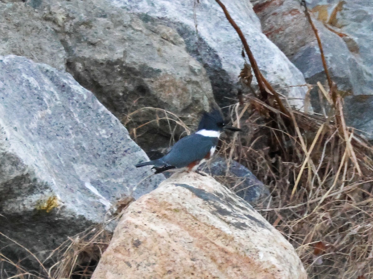 belteisfugl - ML646776629