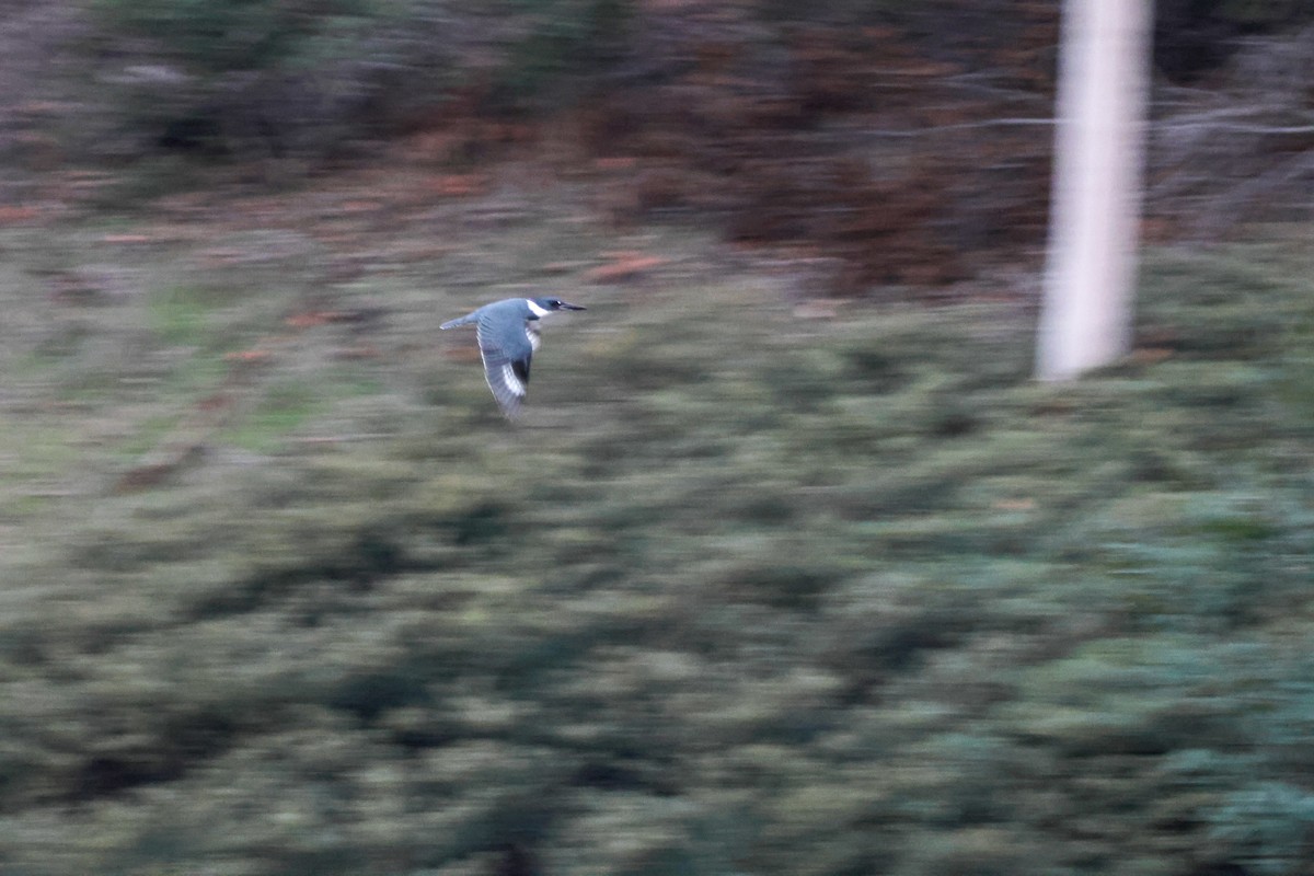 belteisfugl - ML646776630