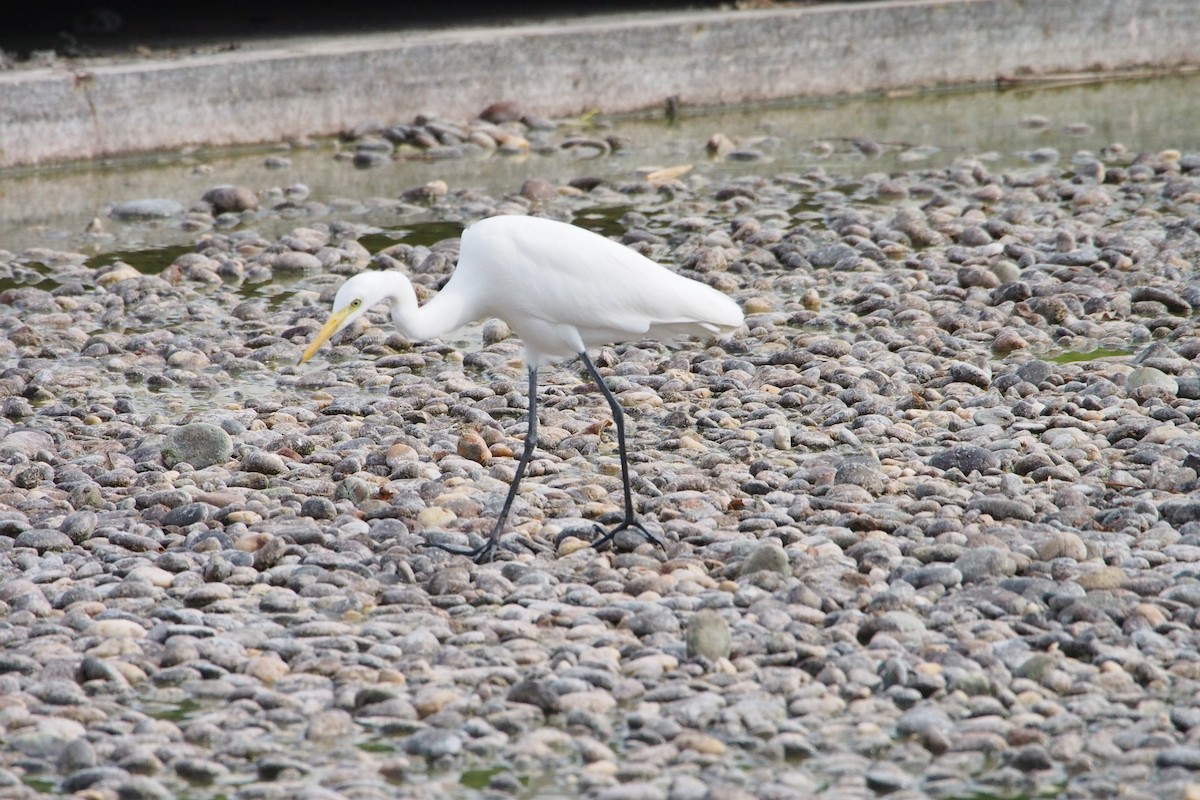 Medium Egret - ML646776632