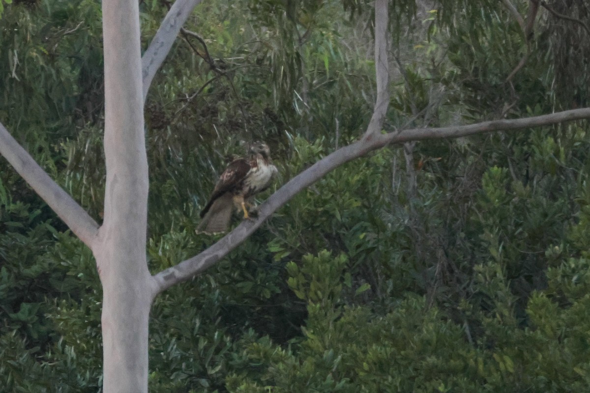 rødstjertvåk - ML646776633