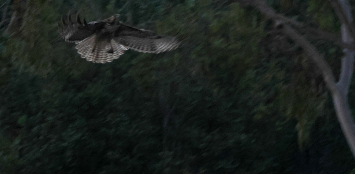 rødstjertvåk - ML646776634