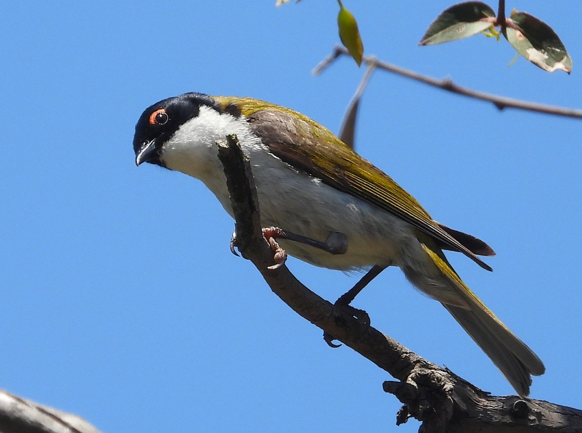 Краснобровая медвянка - ML646776635