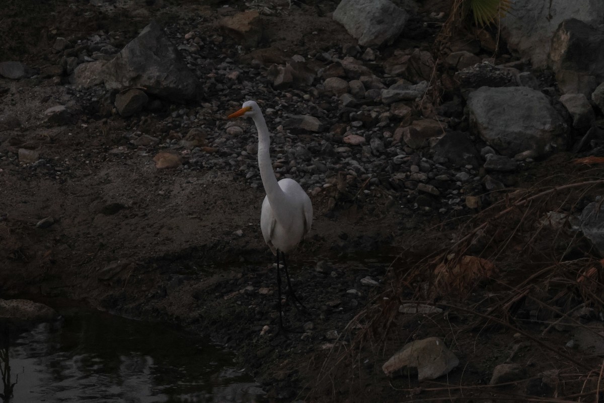 egretthegre - ML646776636