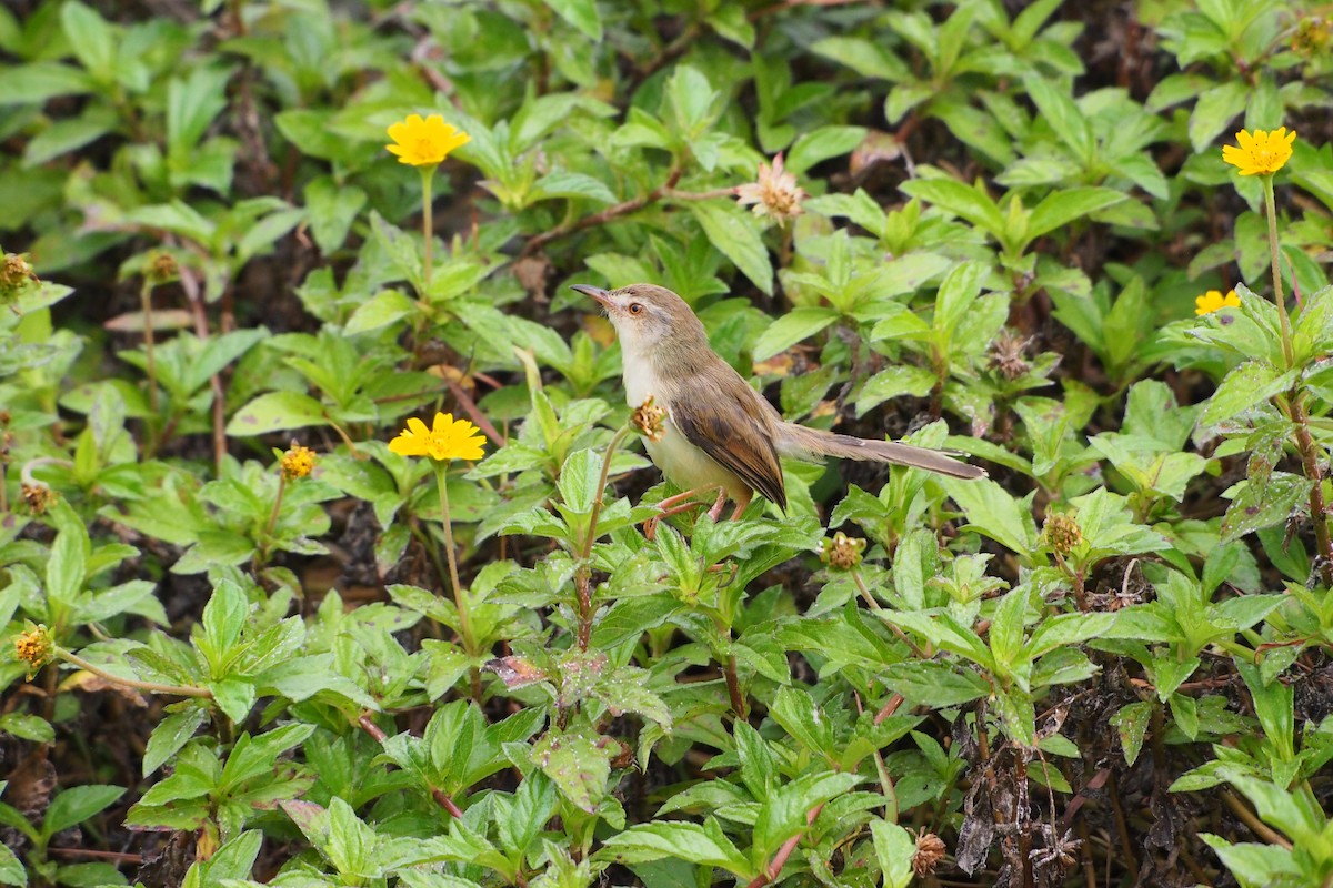 Plain Prinia - ML646776637