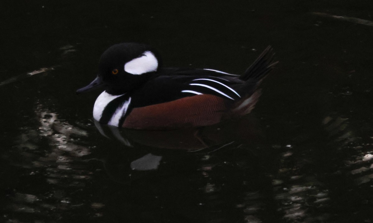 hjelmfiskand - ML646776638