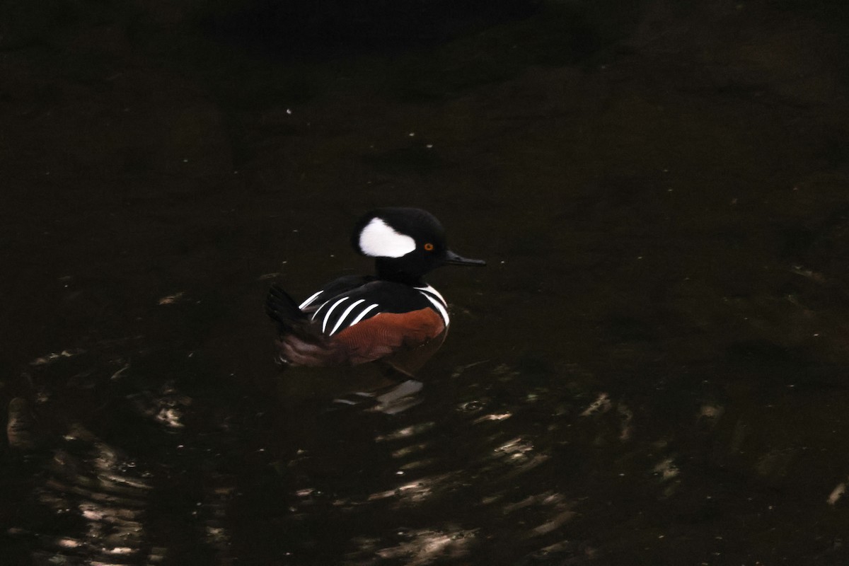 hjelmfiskand - ML646776639