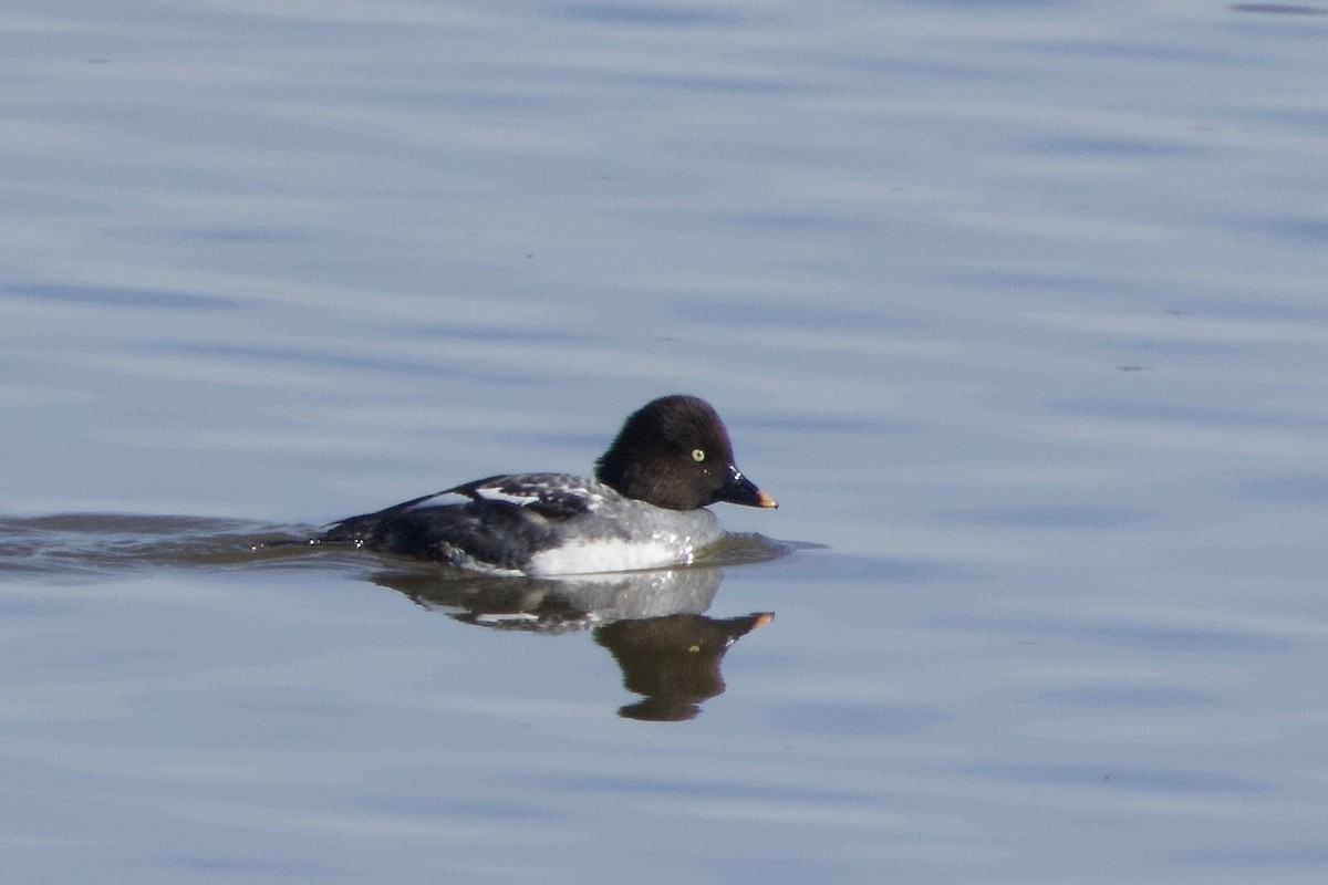 hohol severní - ML646776640