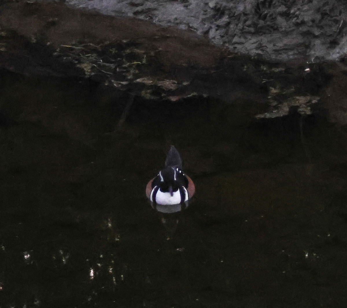 hjelmfiskand - ML646776641