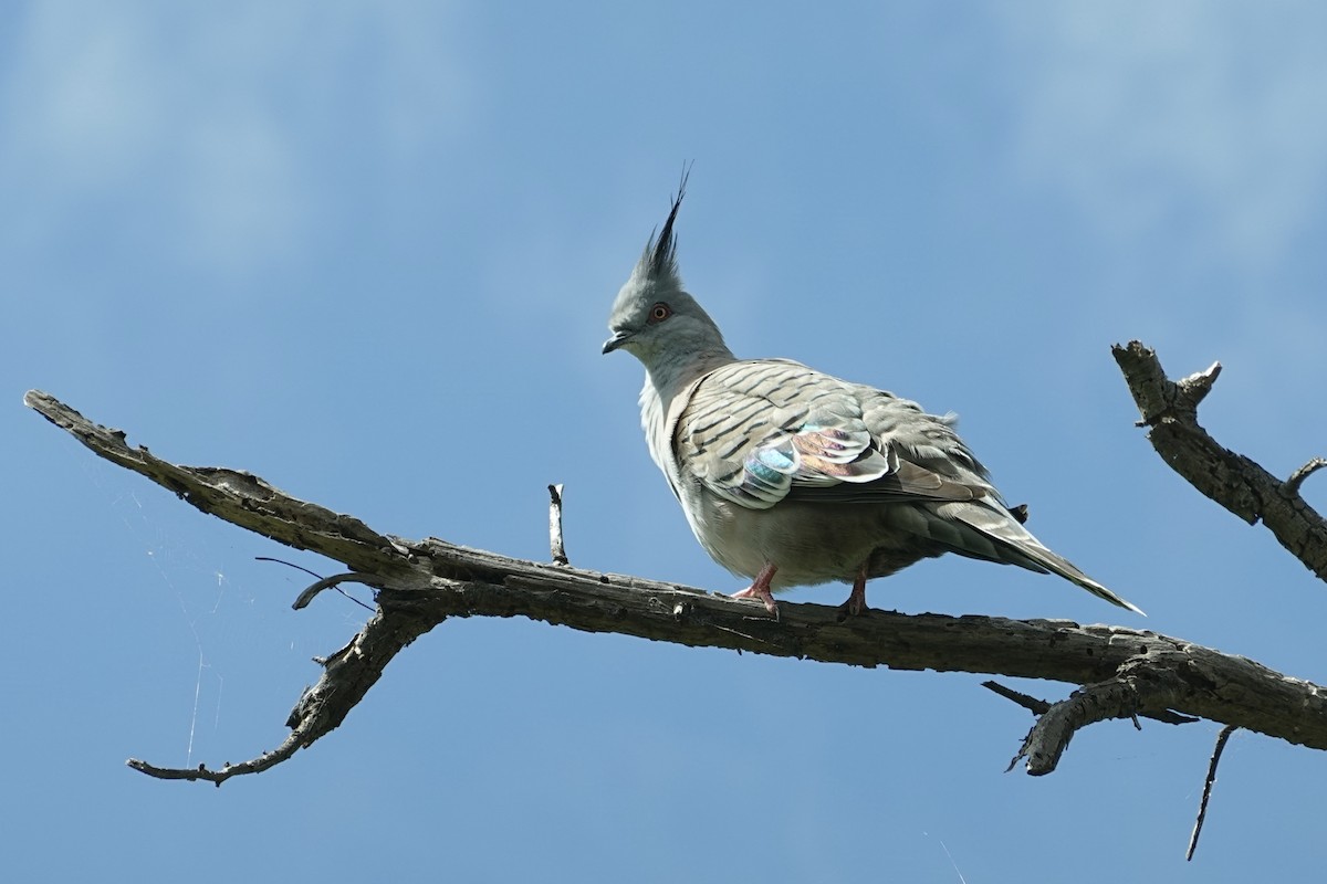 Crested Pigeon - ML646776643