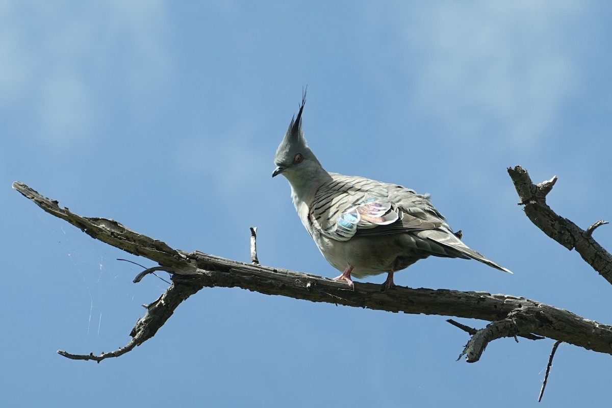 Crested Pigeon - ML646776644