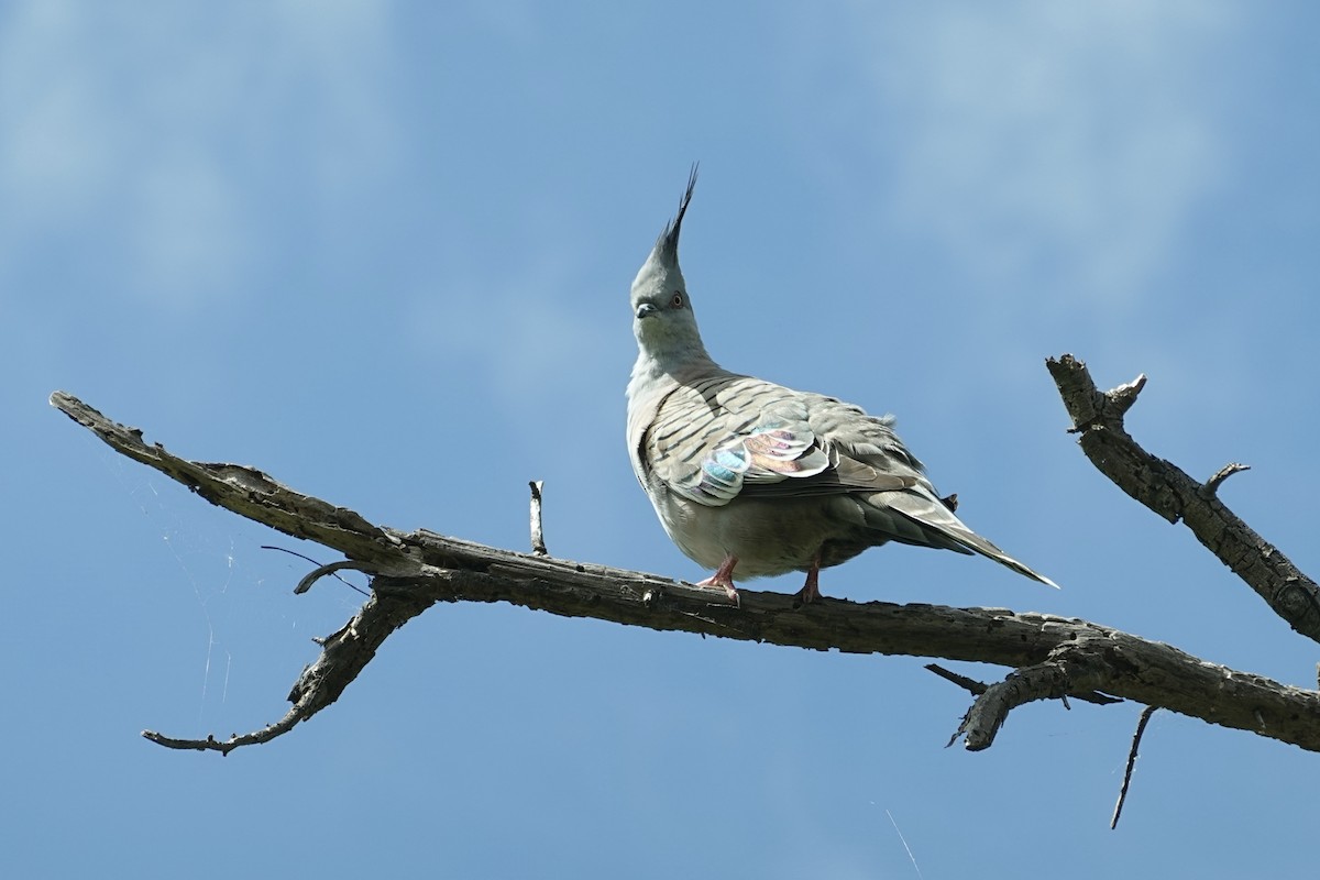 Crested Pigeon - ML646776645