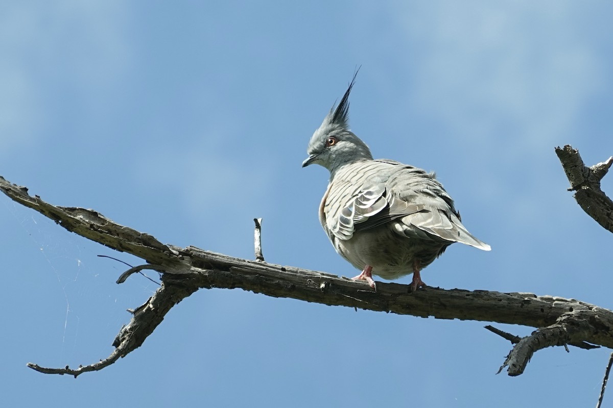 Crested Pigeon - ML646776646