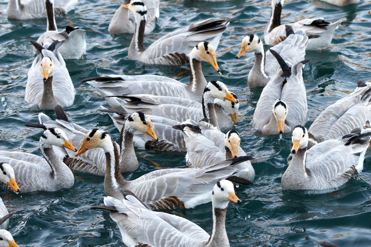 Гуска гірська - ML646776647