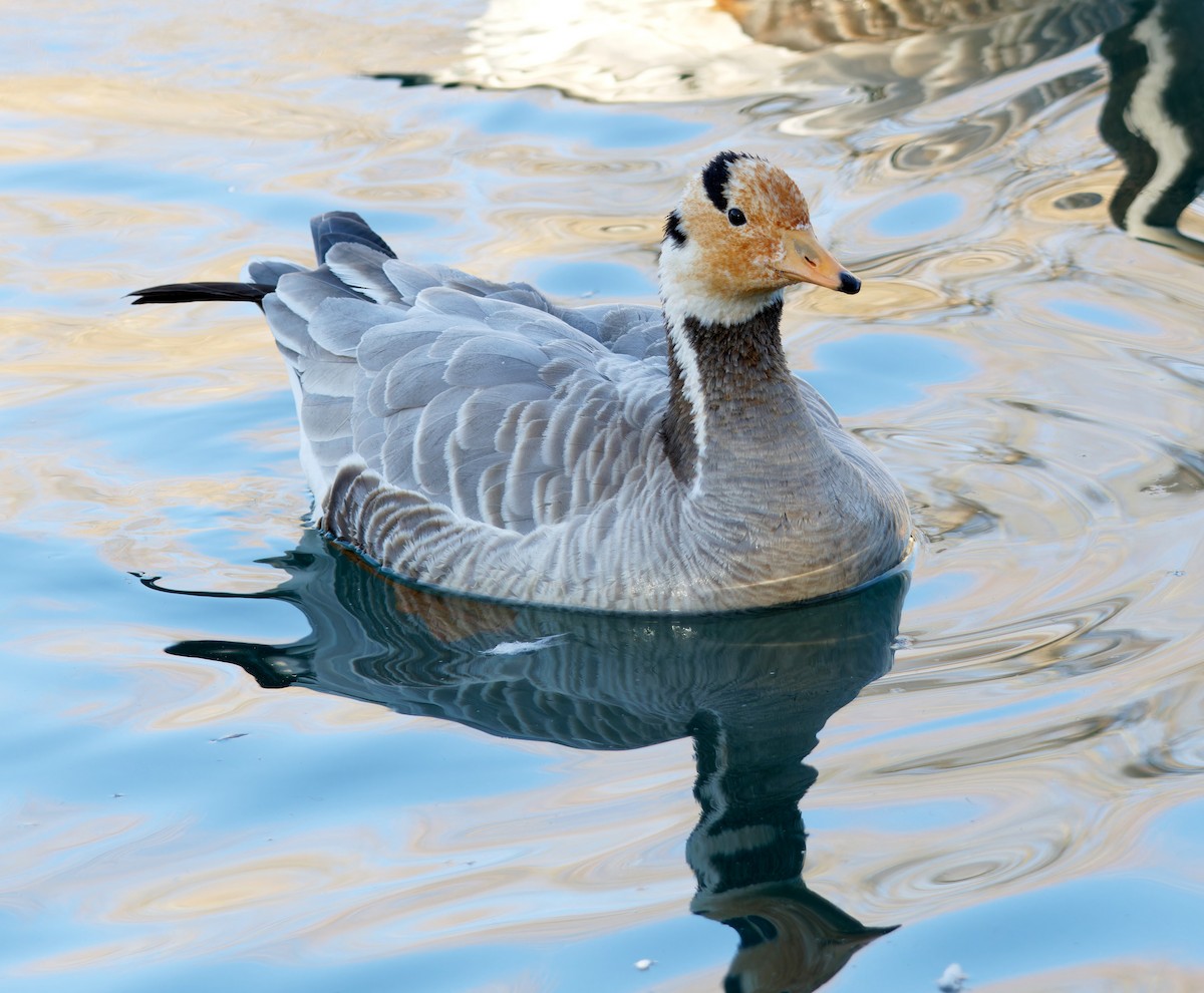 Гуска гірська - ML646776649