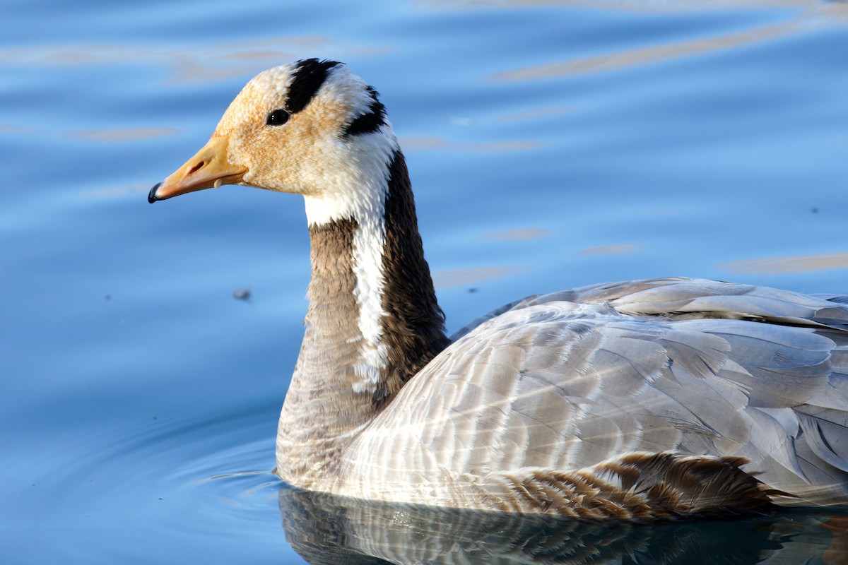 Гуска гірська - ML646776650