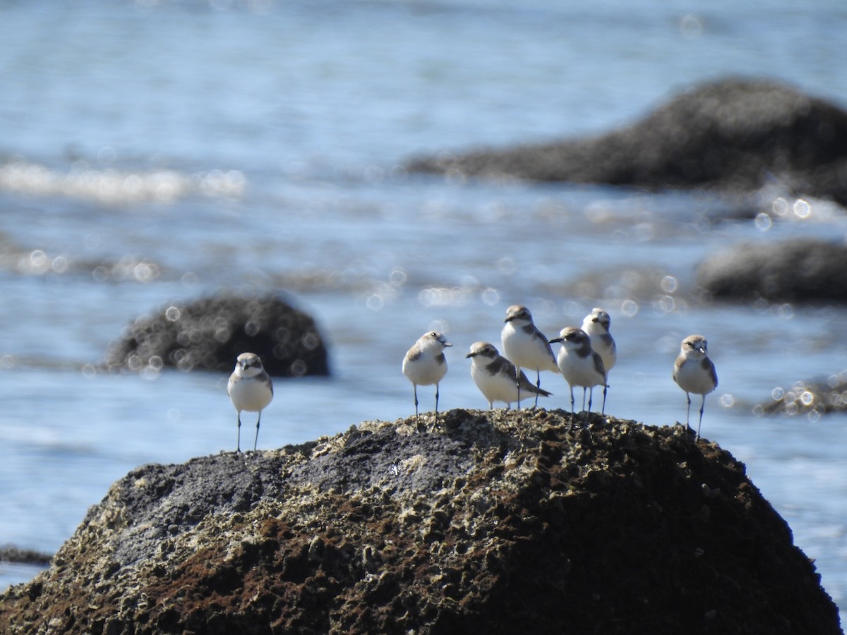 Tibetan Sand-Plover - ML646776653