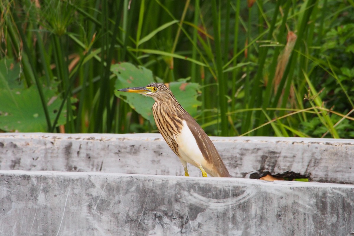 Chinese Pond-Heron - ML646776655