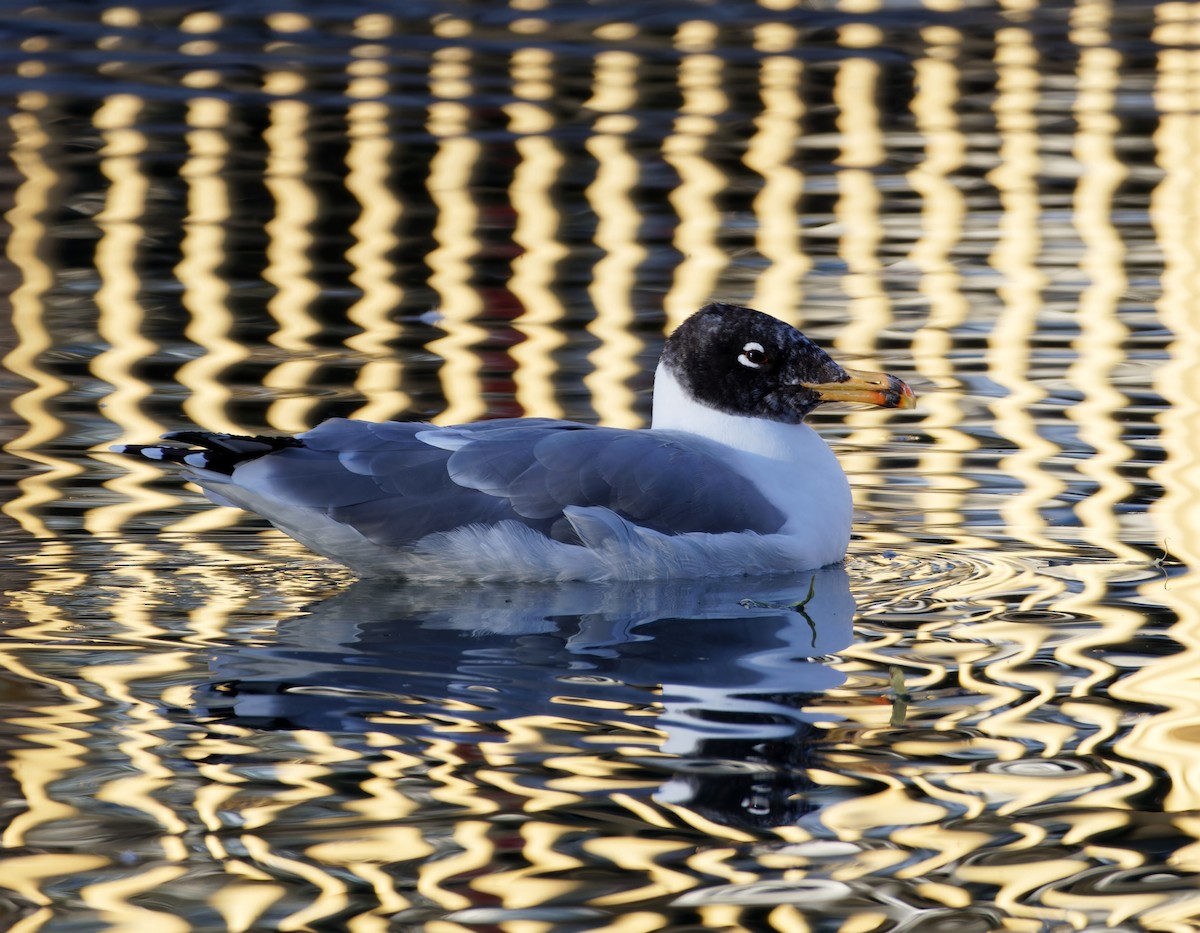 Pallas's Gull - ML646776657