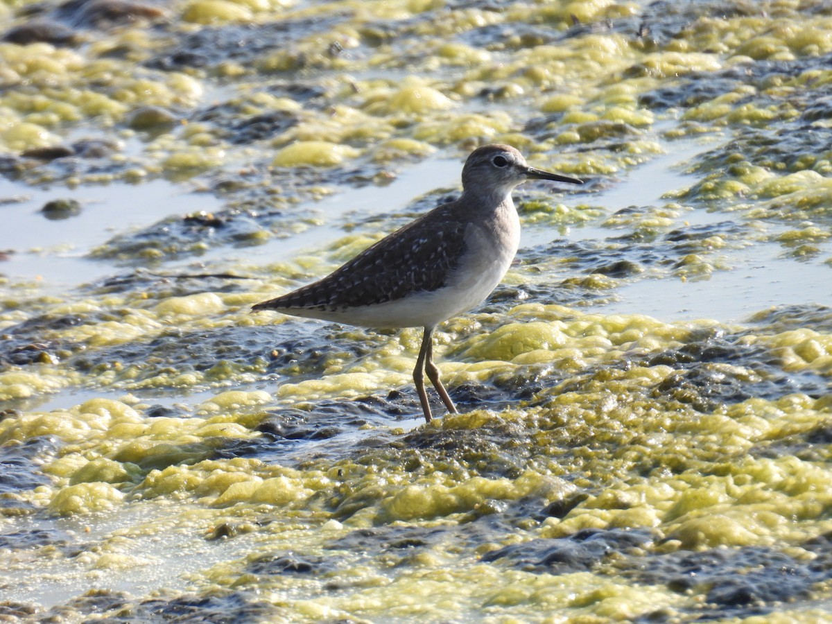 vodouš bahenní - ML646776660