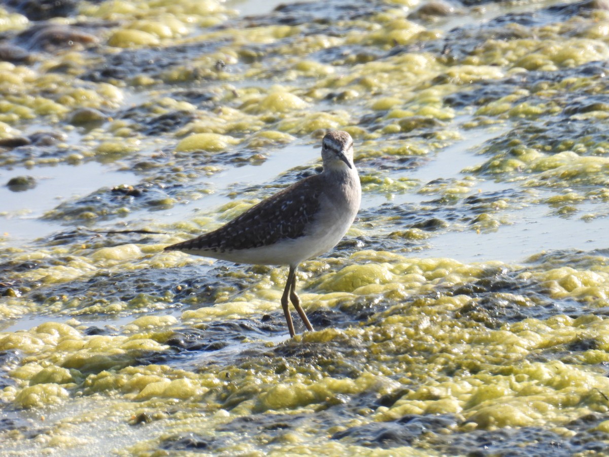 vodouš bahenní - ML646776661