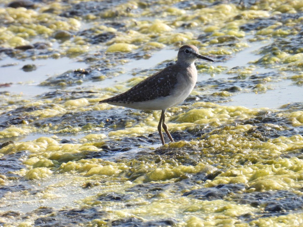 vodouš bahenní - ML646776662