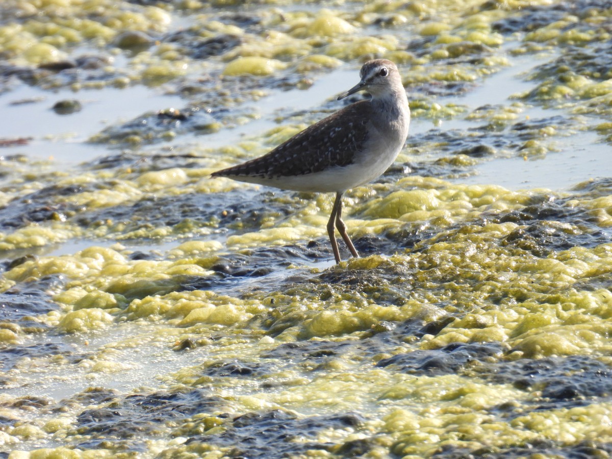 vodouš bahenní - ML646776663