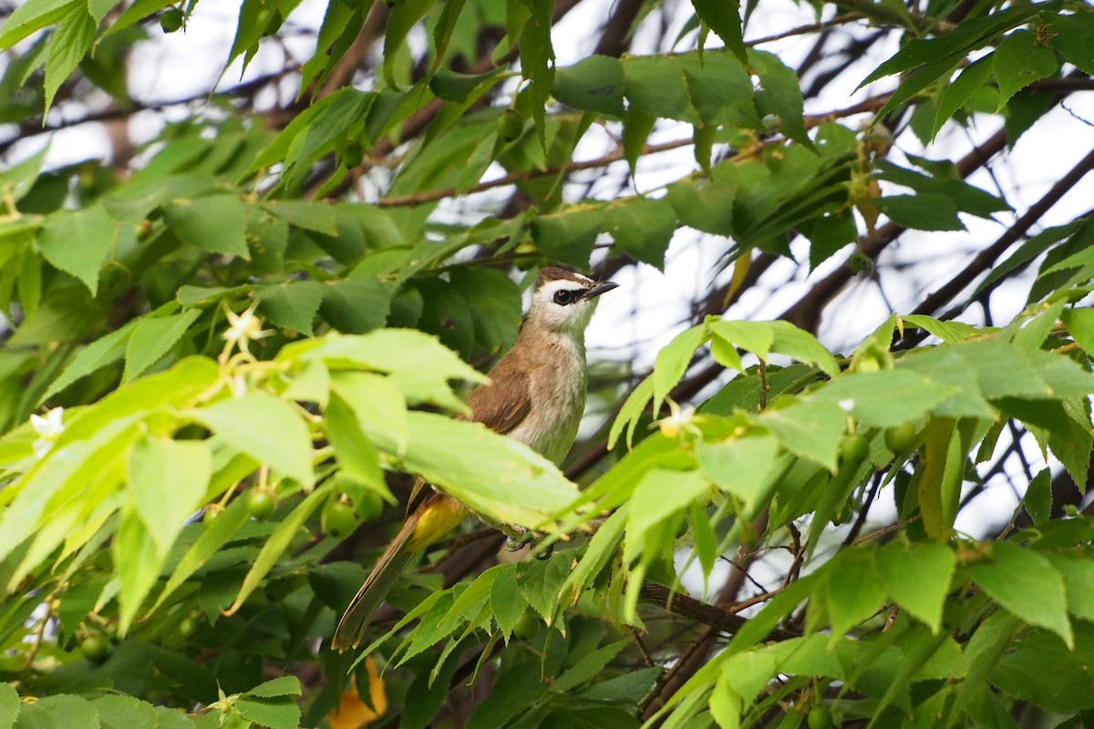 Yellow-vented Bulbul - ML646776664
