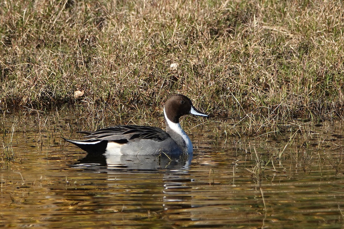 Kılkuyruk - ML646776665