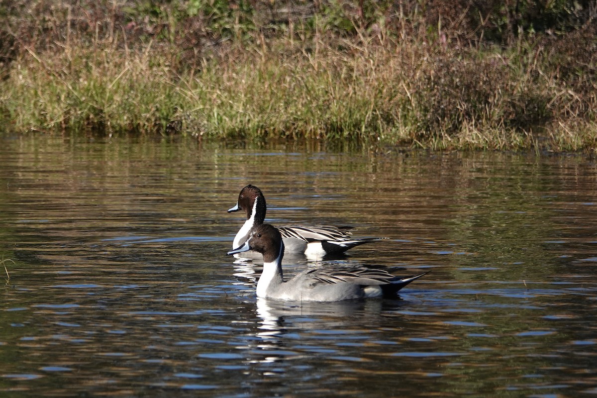 Kılkuyruk - ML646776666