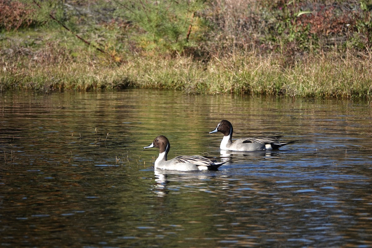 Kılkuyruk - ML646776667