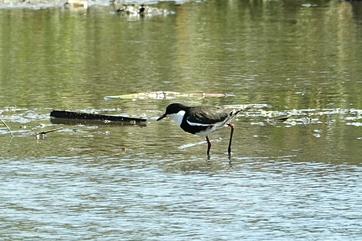 Red-kneed Dotterel - ML646776669