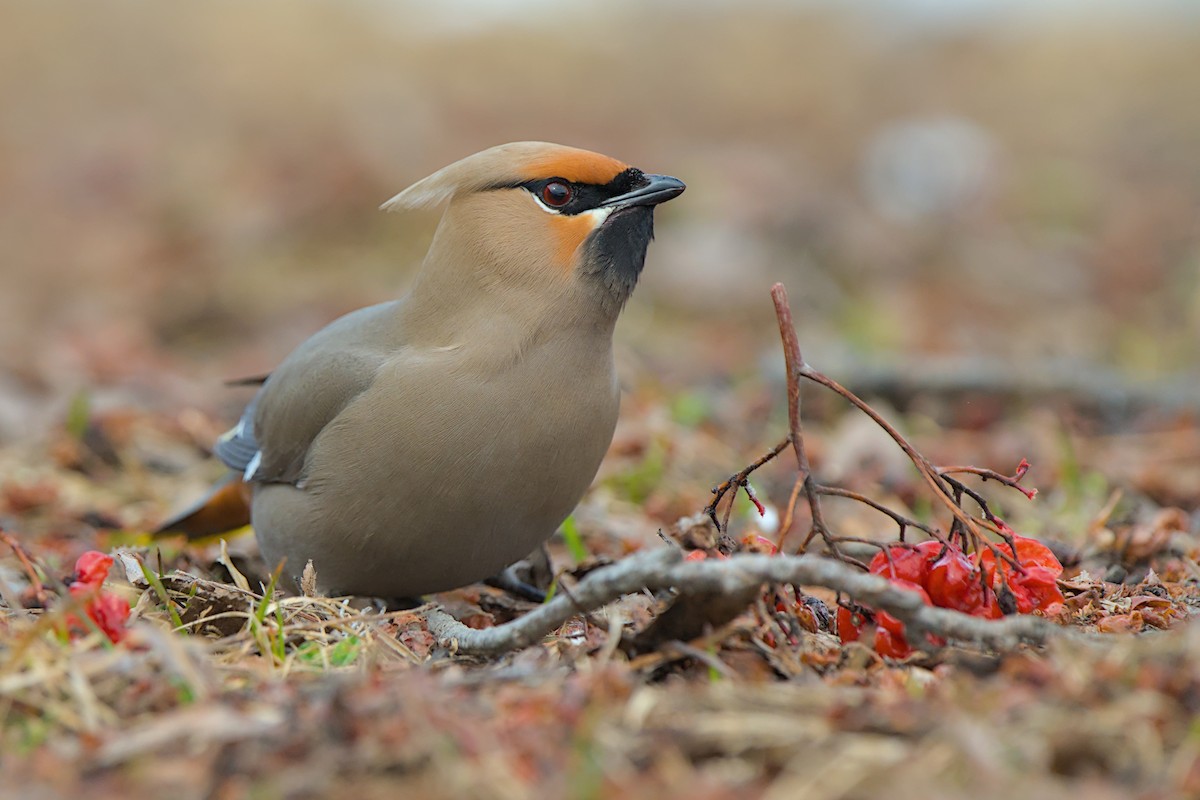 キレンジャク - ML646776671