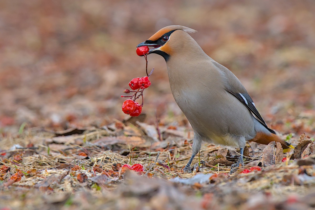 キレンジャク - ML646776672