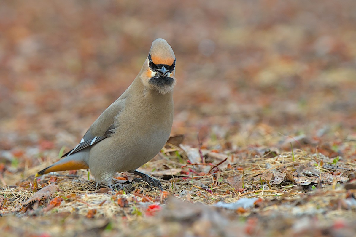 キレンジャク - ML646776674