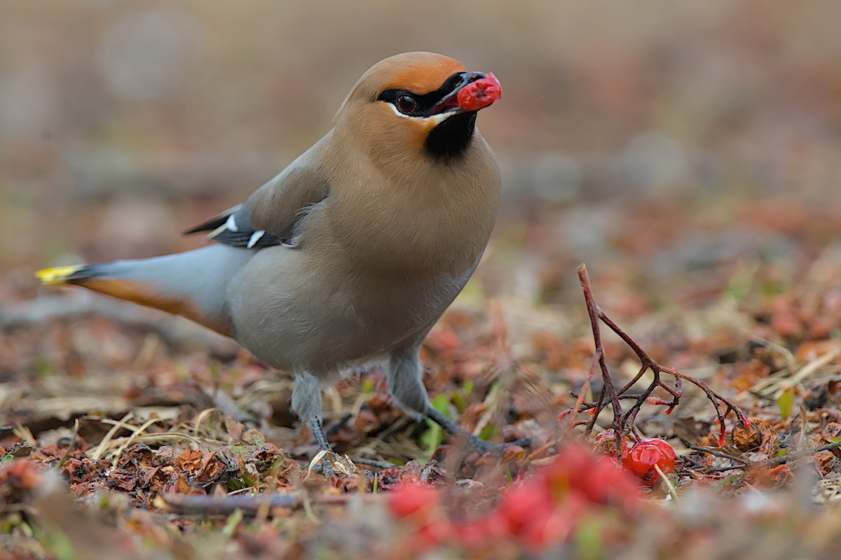 キレンジャク - ML646776675