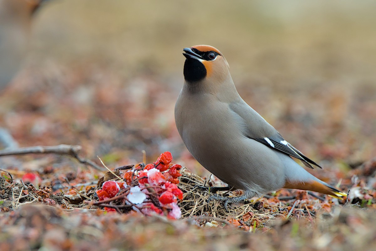 キレンジャク - ML646776676