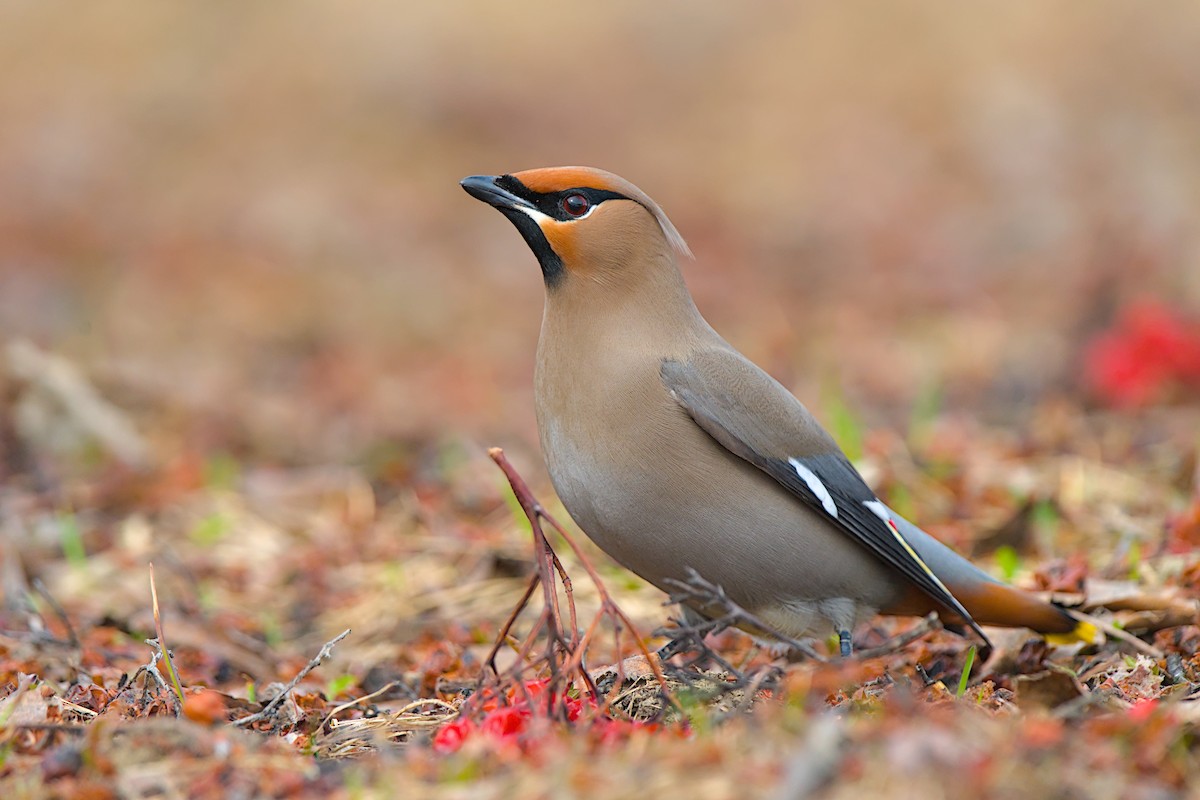 キレンジャク - ML646776677