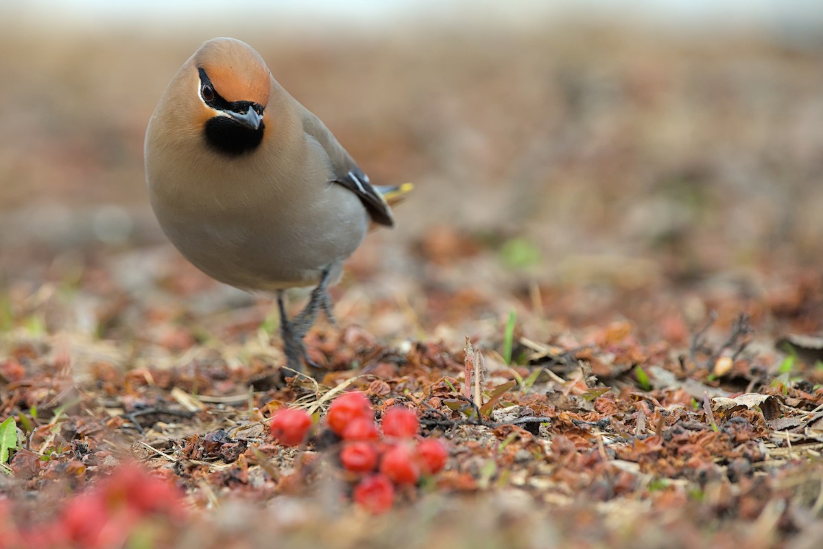 キレンジャク - ML646776678